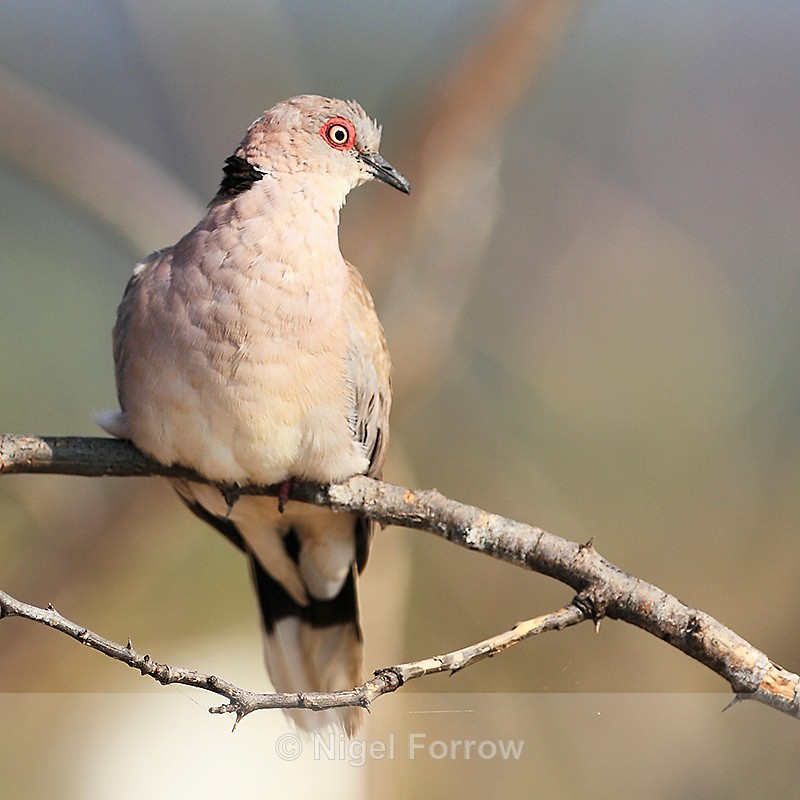 African Mourning Dove perched on a branch - African Mourning Dove