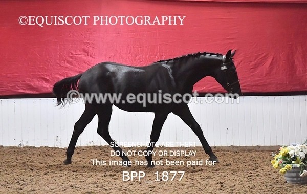 BPP_1877 - AFTERNOON 12.30 - 3.30PM