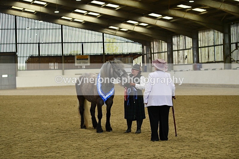 WJ5_5758 - Morning in hand Championship