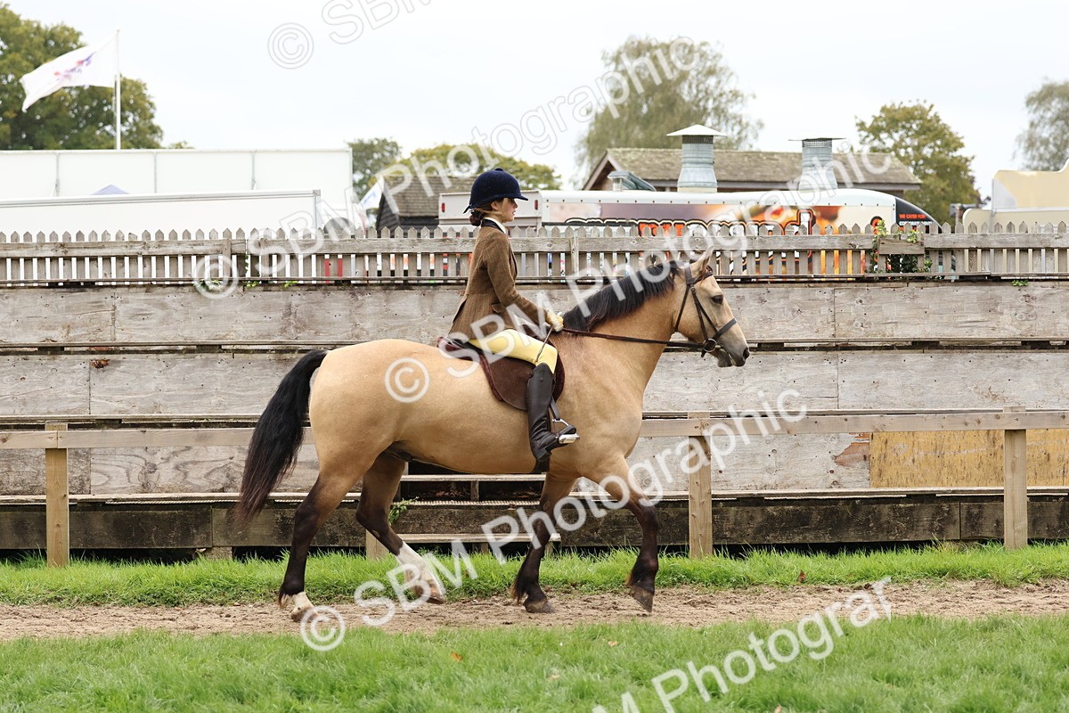 SBM_69538 - S62 - Mountain & Moorland Ridden Large Breeds