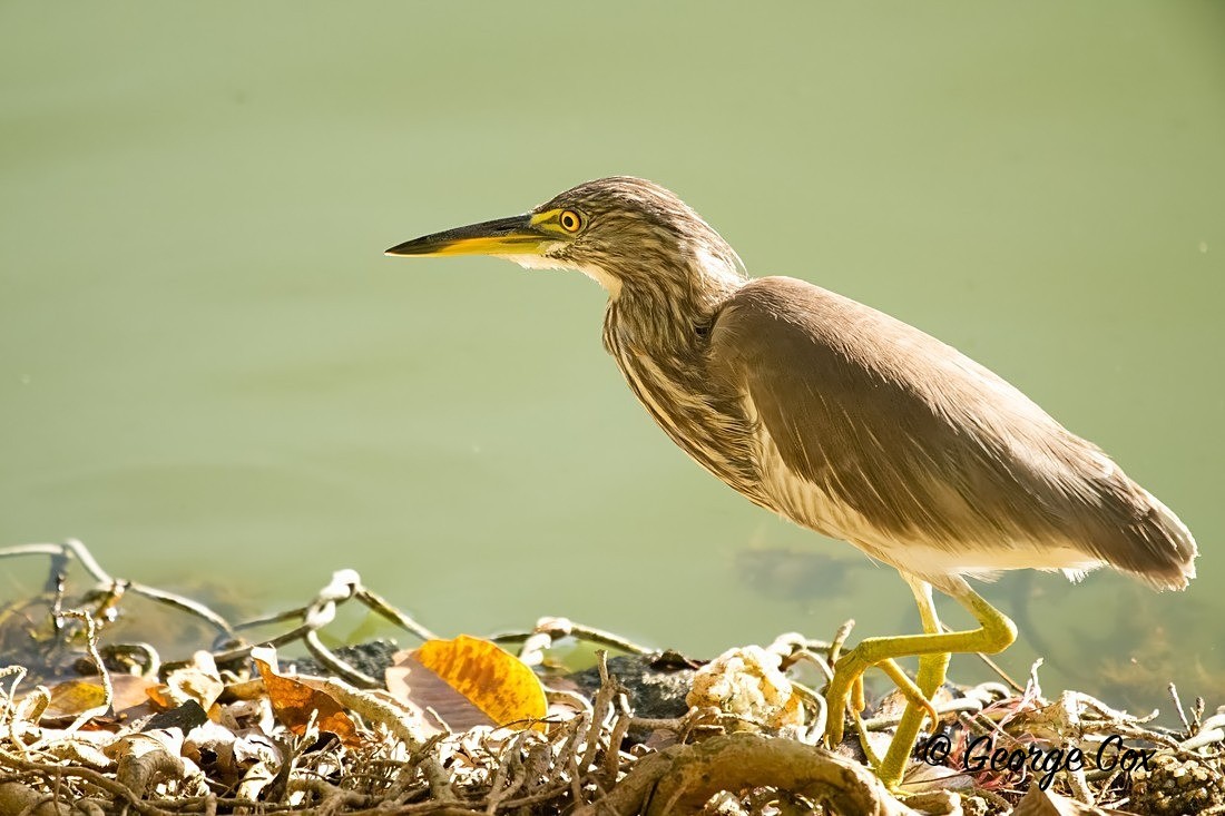 Pond Heron - Sri Lanka