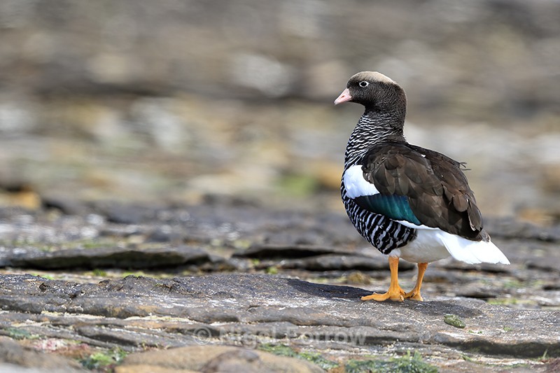 Kelp Goose (female), Carcass Island, Falklands - Kelp Goose