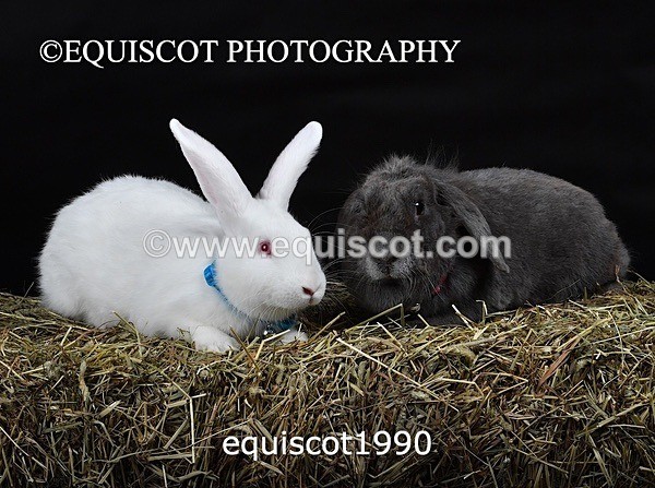 equiscot1990 - GIZMO & OSCAR