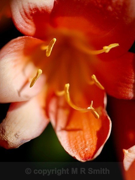 Macro Clavia - NEW GALLERY AS A SOUTH AFRICAN RESIDENT