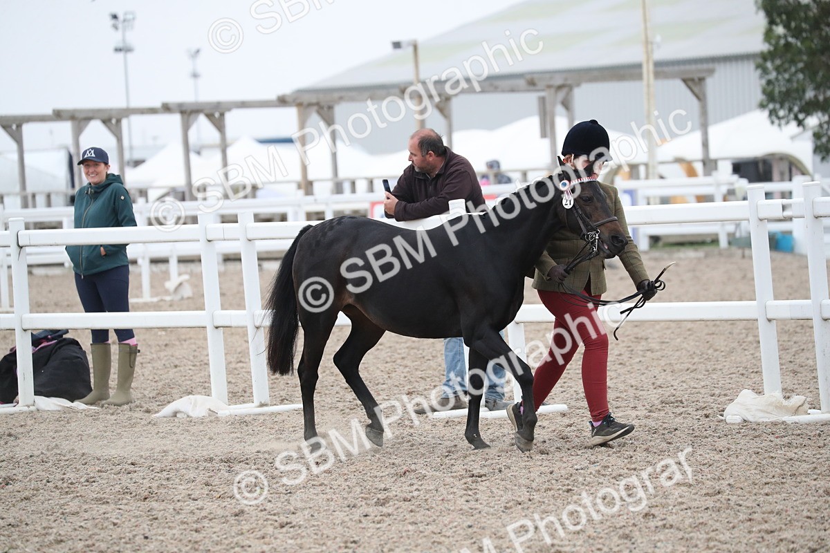 SBM_18335 - Class 318 IH Part bred Horse/Pony