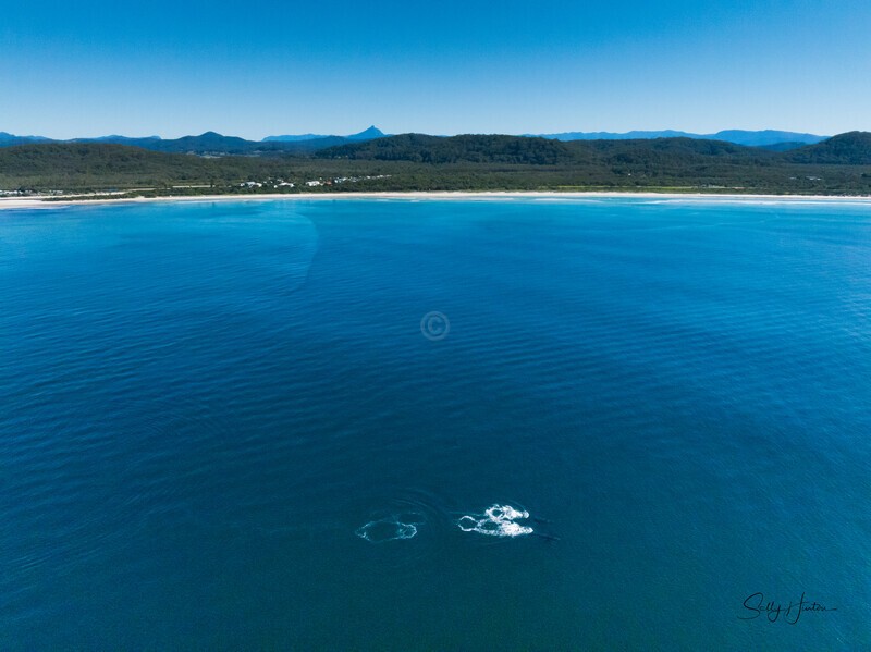 Hastings Point Whales. DJI_0191 - 2025 Drone photos
