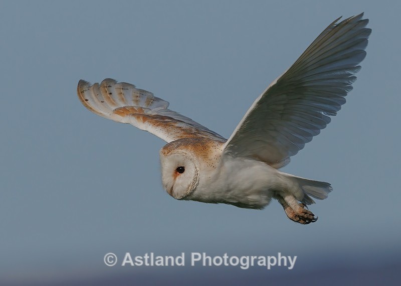 Barn Owl - Latest Images
