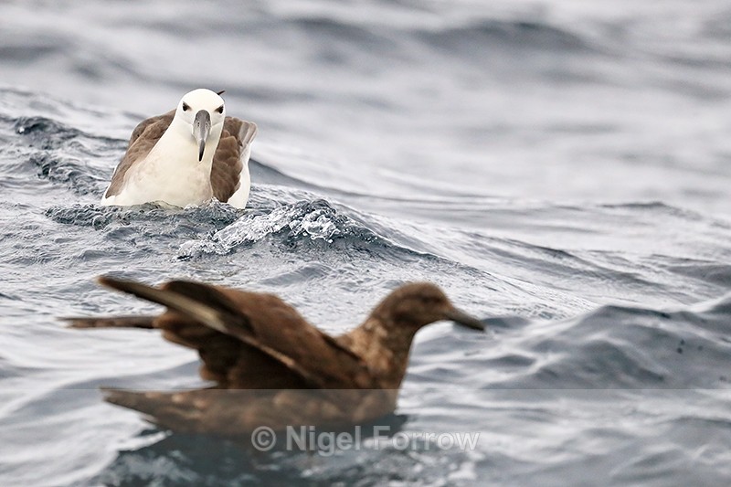 Shy Albatross approaches Brown Skua, at sea, South Africa - Shy Albatross