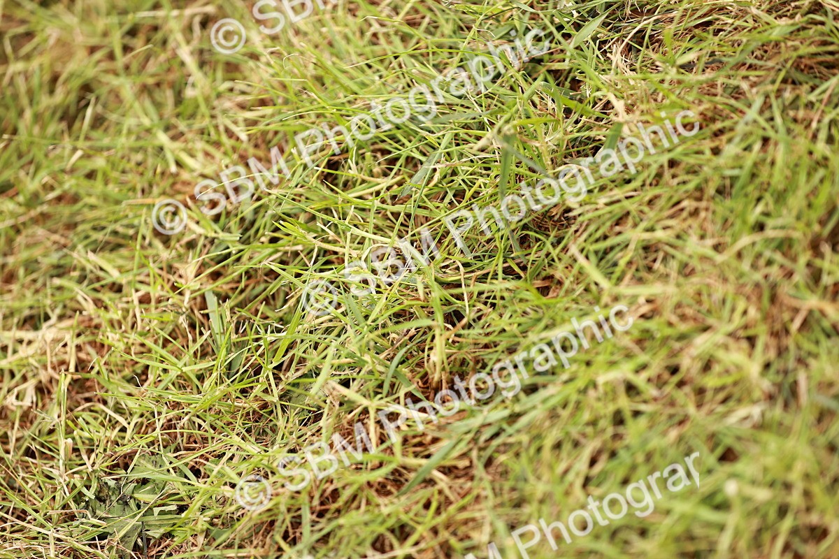 SBM_10959 - Class 81-84 - RIHS Ridden hunters Inc Ladies Hunter