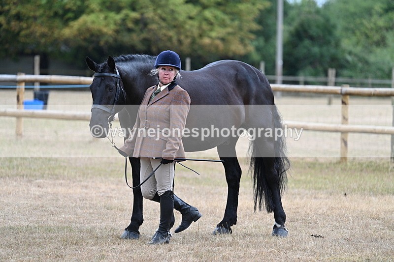 WJ7_9781 - Class 5a Most Handsome Gelding (above 14.2hh)