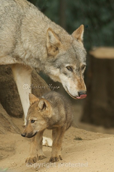 Grey Wolves - Montana & pup (Colchester Zoo) - Smaller Cats & Other Wildlife - Wolves