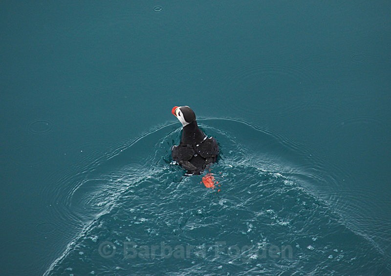 Puffin - Latest Photos