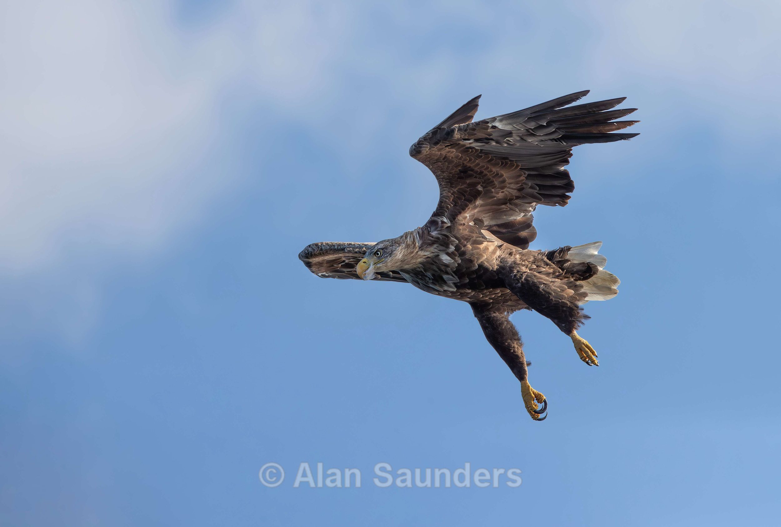 White Tailed Eagle 65