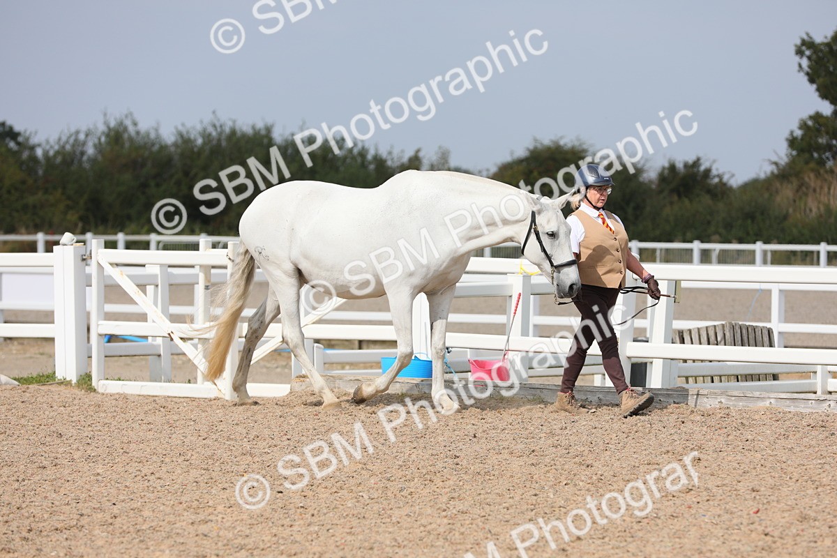 SBM_15652 - Class 312 IH Competition Horse/Pony