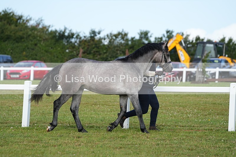 DSC04867 - Class 47: NPS M&M Yearling