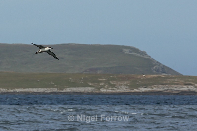 Great Shearwater in flight, Falklands - Great Shearwater