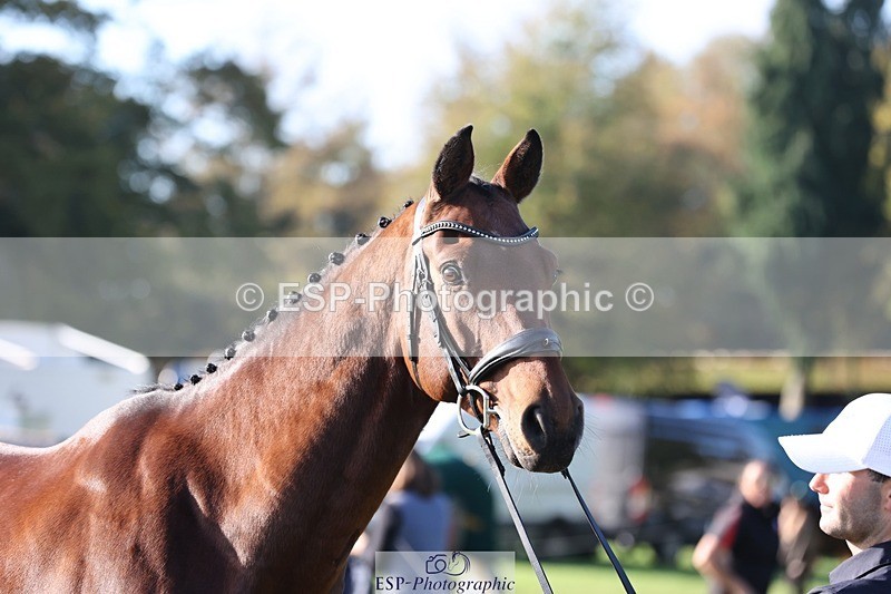 241027-103039-15934 - 584-Tommy.Greengard-I'M.ALL.IN