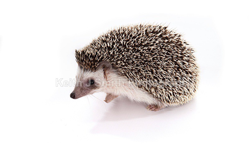 7SKJ4205 - Roaming Reptile Show III