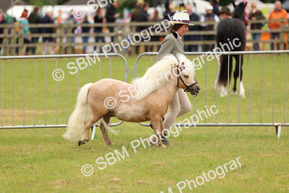 SBM_04461 - Class 64-67 - Shetland Pony In Hand