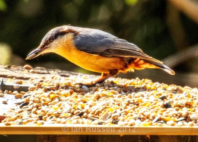 Nuthatch - Latest Images