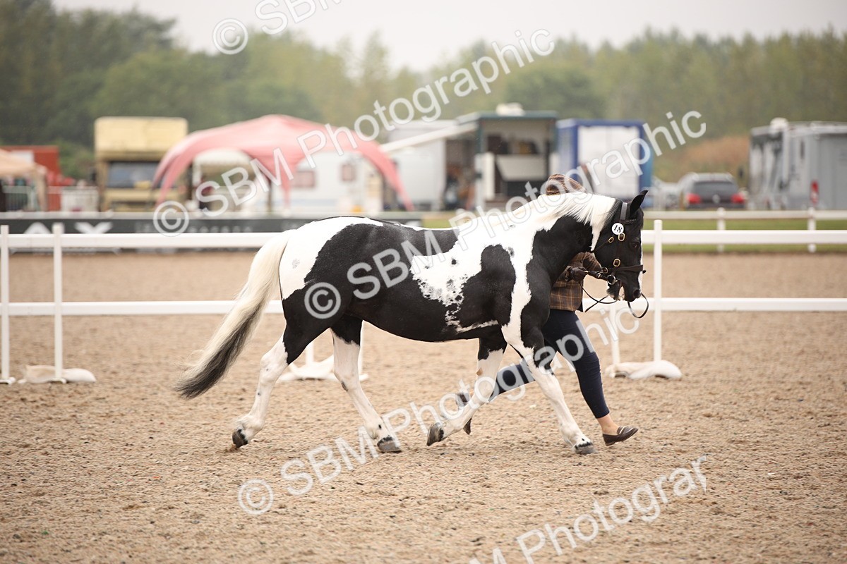 SBM_20177 - Class 703 - IH  Coloured