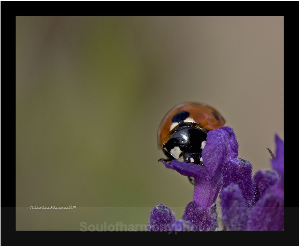 Lady Bird 2011 - Invertebrate's Macro