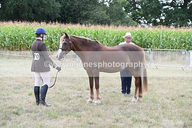 WJ6_6666 - Class 20 In-hand Cob