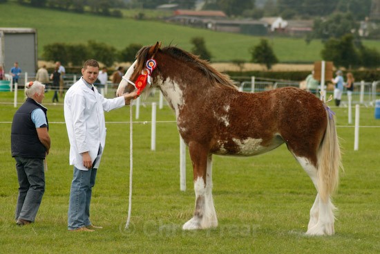 17 - Equestrian Photography
