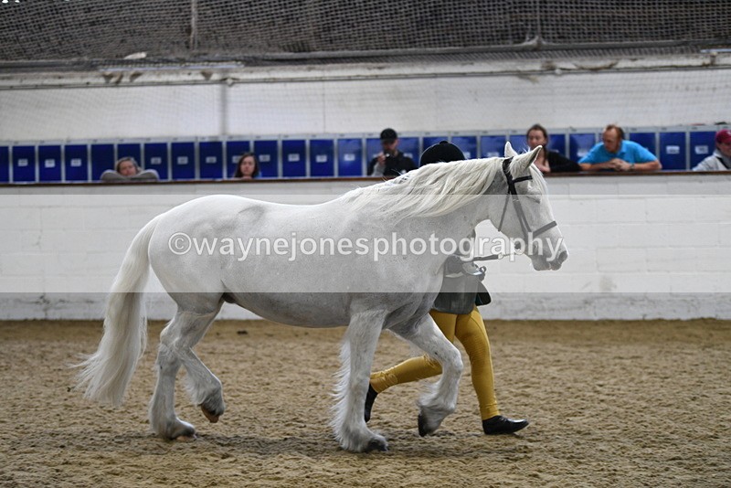 WJ5_4632 - Class 3 Part Bred In hand