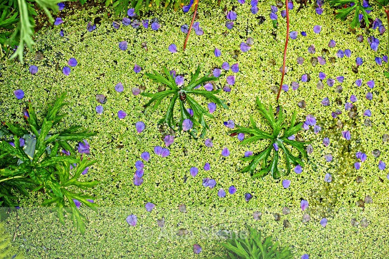 DSC09323 - Flora
