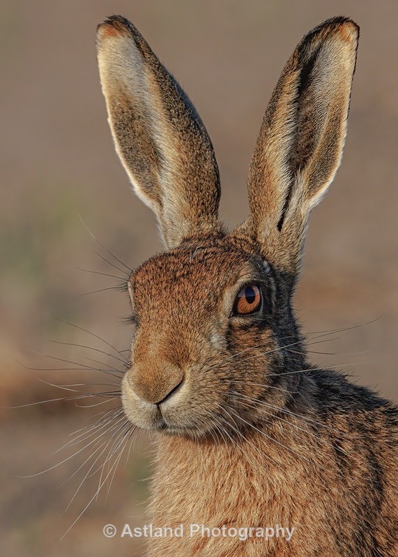 Brown Hare - Latest Images