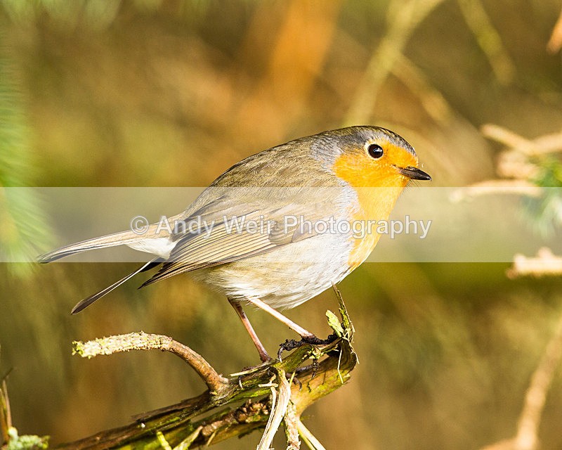 20130216-_MG_2312 - Robin