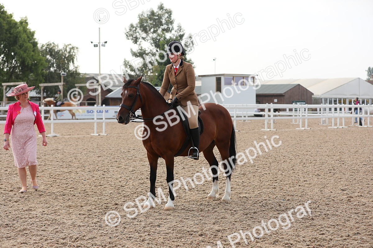 SBM_10077 - Class 302 Ridden M&M -Large Breeds