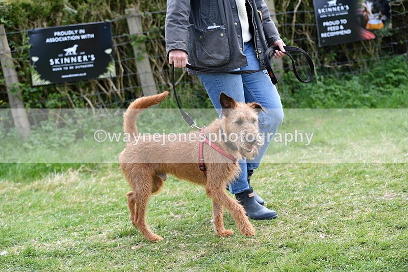 WJ5_0272 - Class 7 Best Terrier
