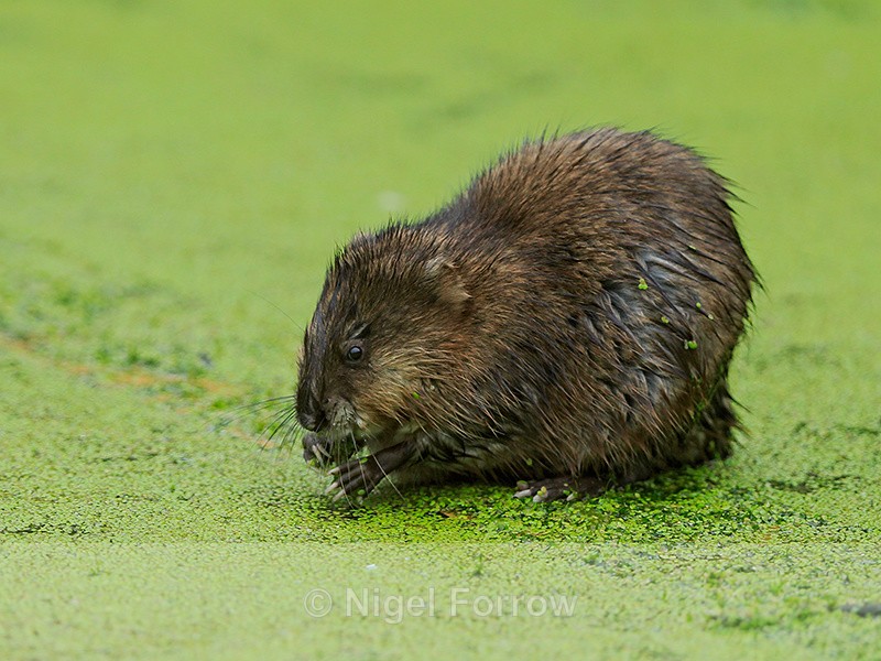 Muskrat feeding, Cranberry Marsh, Valemount, Canada - Muskrat