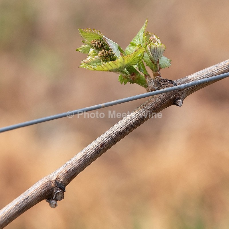  - Vineyards & Vines / Weinberge & Reben