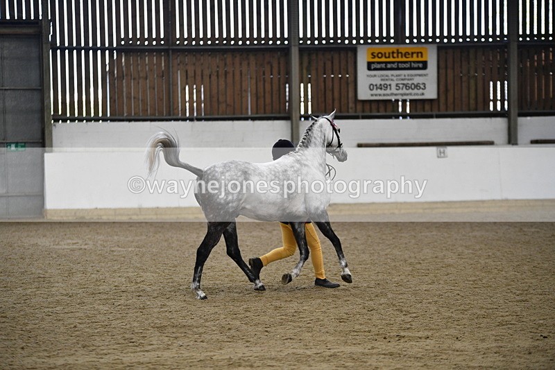 WJ5_5755 - Morning in hand Championship
