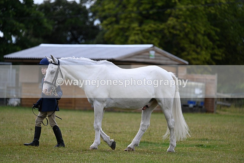 WJ7_6798 - Class 5 Handsome Gelding in hand