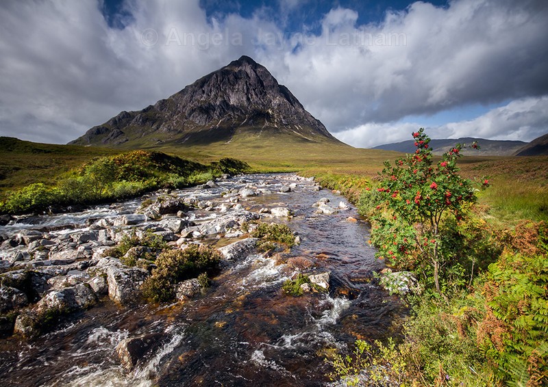 Mountain Rowan - Highlands of Scotland