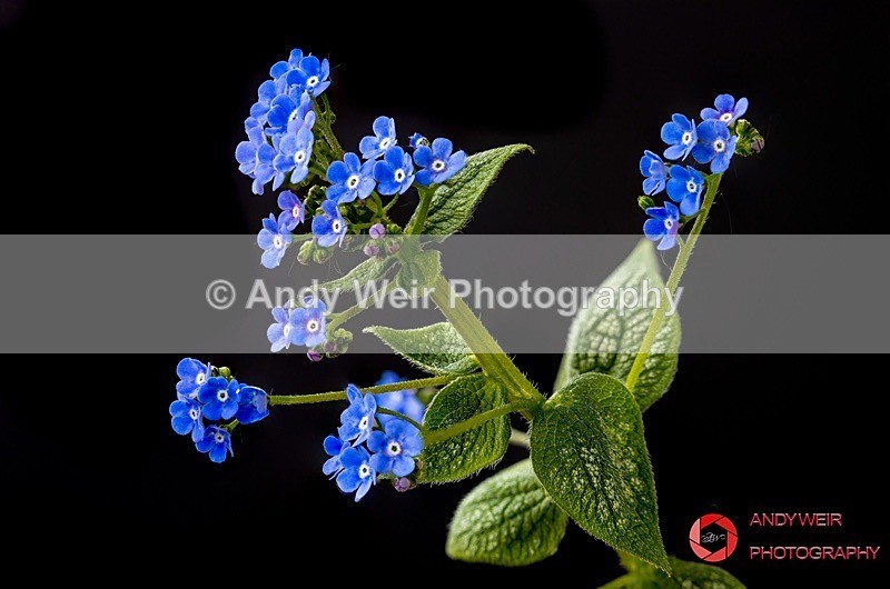 190422-untitled-1L4A0992-Edit - Plants & Flowers