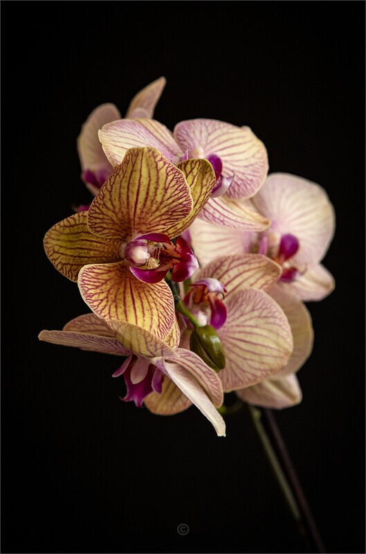 A new moth - The Lockdown Series