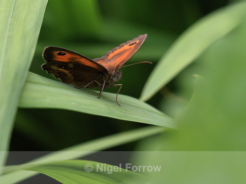 Gatekeeper (male) resting on leaf, Oxfordshire, UK - INSECTS