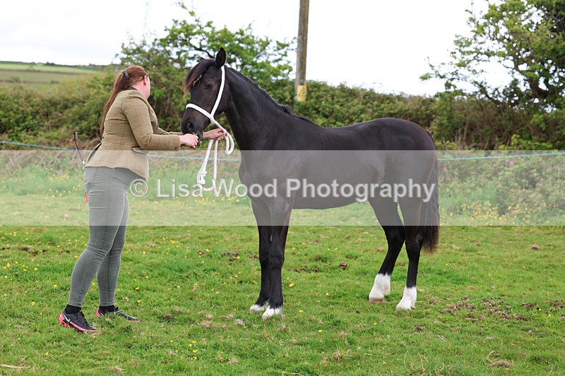 3E7A0839 - In Hand Championship