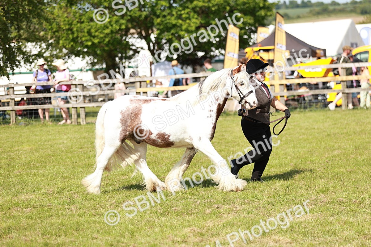 SBM_08658 - Class 63-65 - Traditional Gypsy Cobs In Hand & Ridden