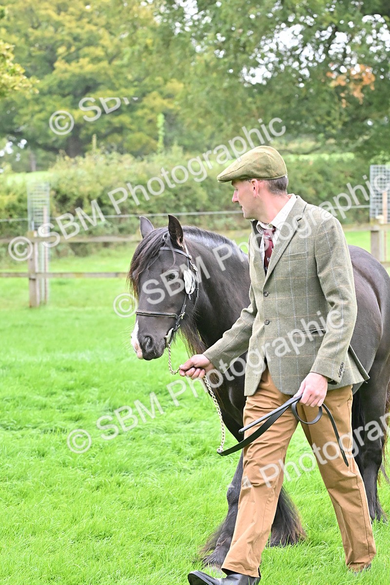 SBM_58152 - S47 - Mini Show Cob In Hand