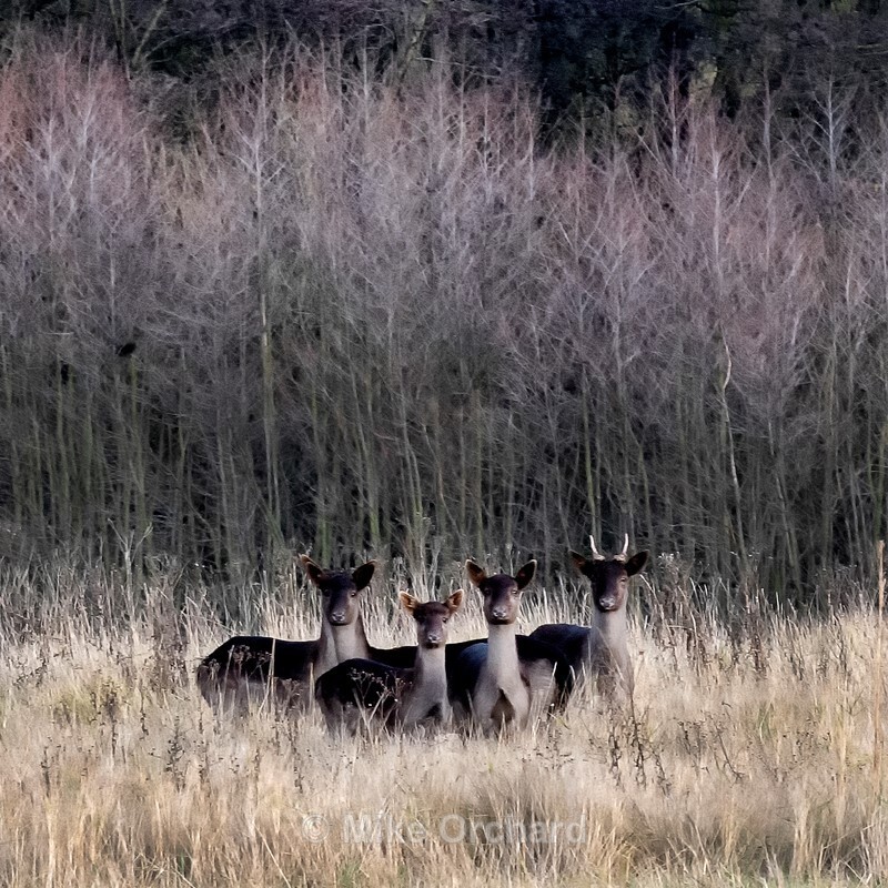 Four Deer - Levington - Suffolk - Landscapes