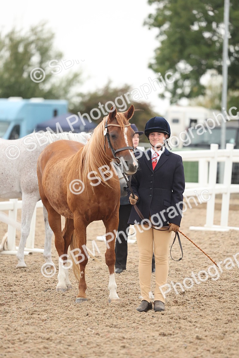 SBM_19393_Class 317 - IH Pure Bred Horse-Pony - Alison C