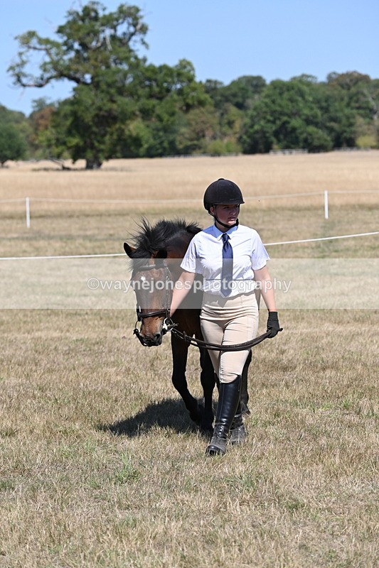 WJ6_8645 - Class 37b Best Loan Pony In-hand