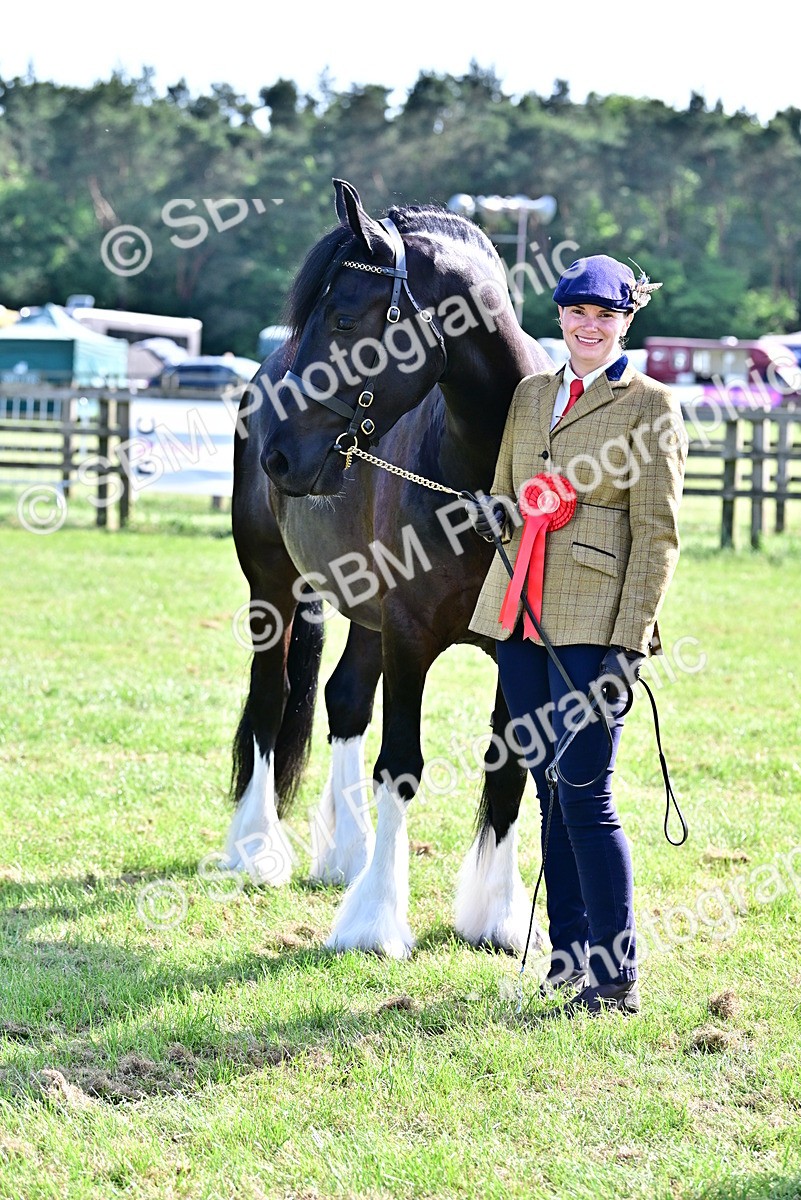 SBM_10051 - Class 63-65 - Traditional Gypsy Cobs In Hand & Ridden