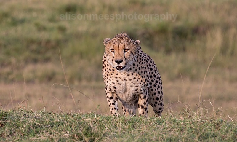 - Cheetah